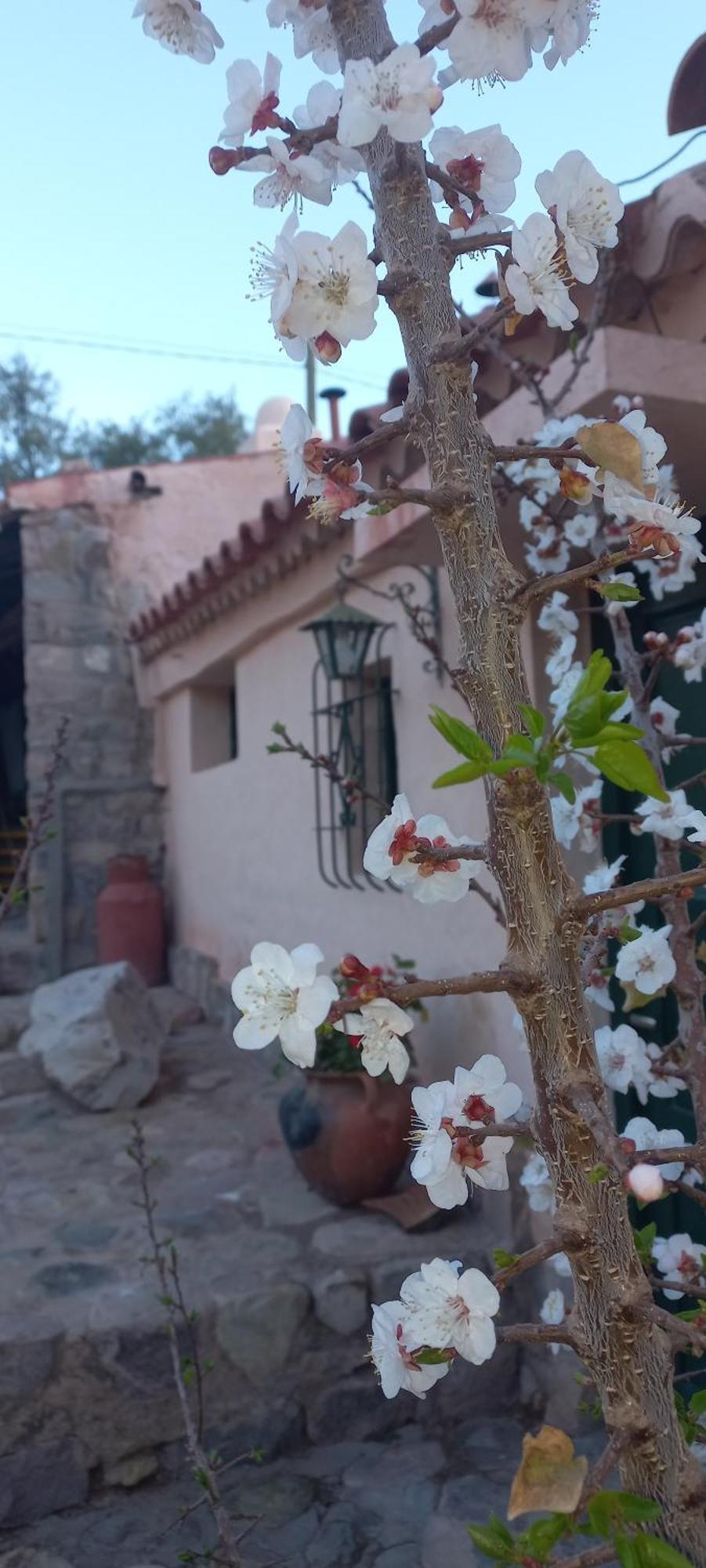Los Arcabuceros Casa Hotel Boutique 틸카라 외부 사진